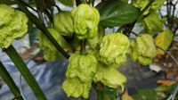 WHP 006 - Pepper Seeds - White Hot Peppers